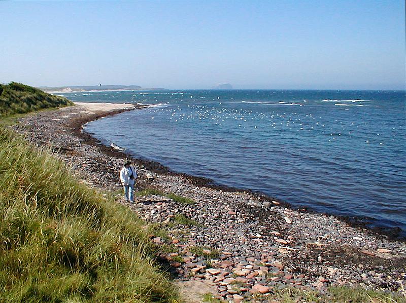 Ravensheugh shingle.JPG